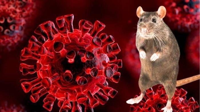Ini Gejala Infeksi Virus Hanta yang Kasusnya Terdeteksi di RI