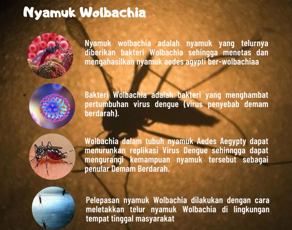 Tekan Malaria, BRIN Teliti Bakteri Wolbachia pada Nyamuk di Papua