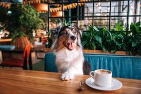 Pet-Friendly Café